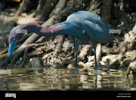 Little blue heron in breeding plumage hi-res stock photography and images - Alamy