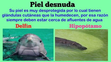 tipos de piel en animales-aprender en casa - YouTube