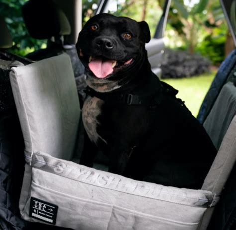 Five Most Essential Dog Car Accessories You Must Have - Odd Culture