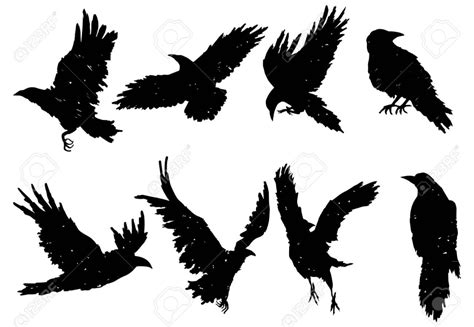 Raven Silhouette Png : Vector silhouette of the ravenous bird on white ...