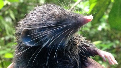 Here’s why a hero shrew has the sturdiest spine of any mammal