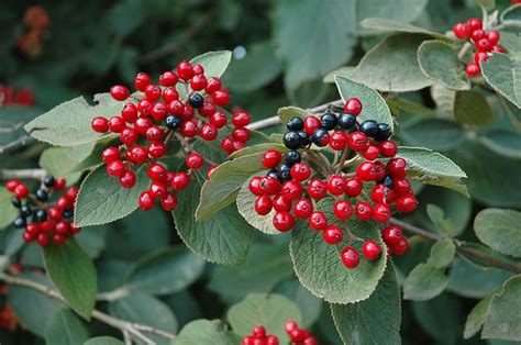 Hedges Suitable For Chalky Soil - Hedging Plants That Grow On Chalk.