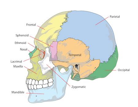 Cranial Bone | Overview, Structure & Functions | Study.com