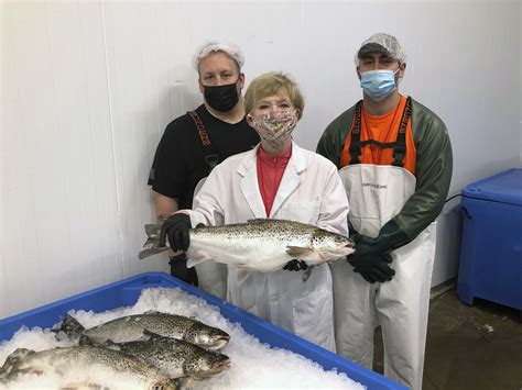 Genetically modified salmon head to US dinner plates | AP News