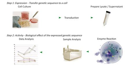 Potency Assays for Cell and Gene Therapy