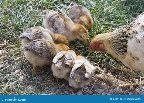 Mother Hen With Baby Chicks Stock Images - Image: 24241034