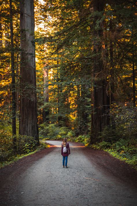 Jedediah Smith Redwoods State Park: Your Top Stop for the Redwoods - The Break of Dawns