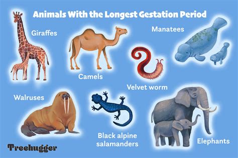 Human mothers have a relatively long gestation period compared to the rest of the animal kingdom ...