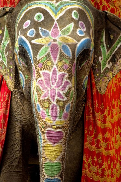 10 Things You Didn't Know About Wise, Extraordinary Elephants (PHOTOS ...