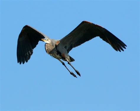 Free Images : nature, wing, flying, wild, kite, beak, flight, america, soar, predator, black ...