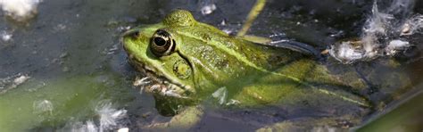 Frogs and snakes | 4 best free snake, frog, animal and česko photos on ...