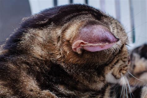 Head and Facial Swelling in Cats - Cat-World