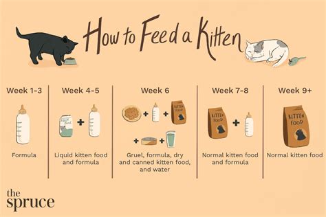 Kitten Feeding Schedule: How Much Food Kittens Need