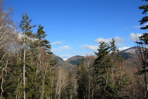 Forest of Silver Fir Tree in Pyrenees Stock Image - Image of forest ...