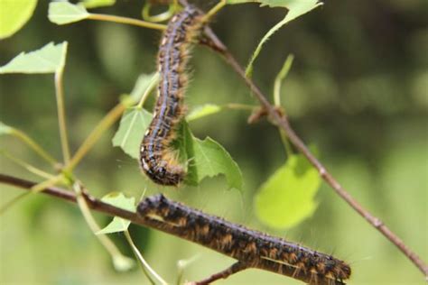 Forest Tent Caterpillar Facts | Cottage Tips