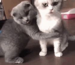 Animal Hug Kiss Cuddle Cats GIF | GIFDB.com