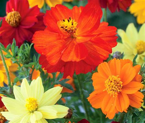 Cosmos Suphur Mix Cosmos Sulphureus Seeds