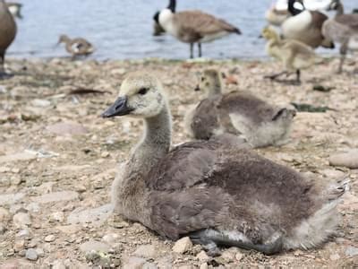 Canada Goose Nesting (Location, Eggs + Behavior) | Birdfact