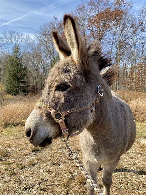 Donkey Walks - Walk-a-Donk at Clover Brooke Farm — % Llama Alpaca Hikes ...