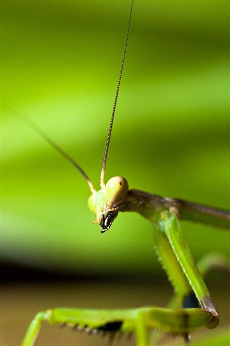 11 Insects Of The Amazon Rainforest That Must Be Seen To Be Believed ...