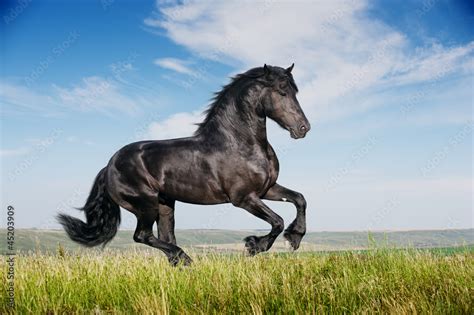 Galloping Black Horse