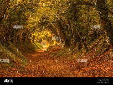 Magical autumnal tree tunnel at Halnaker Stock Photo - Alamy