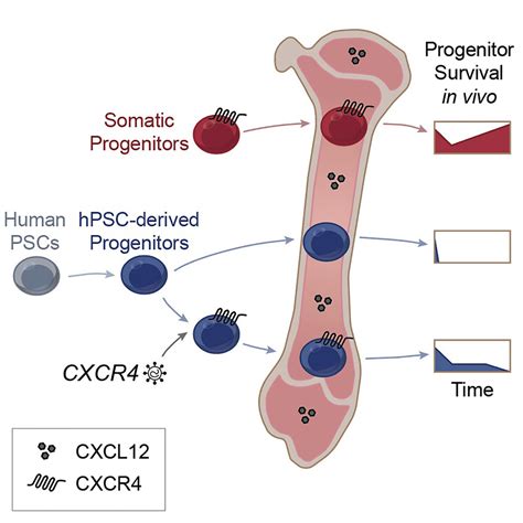 CXCL12/CXCR4 Signaling Enhances Human PSC-Derived Hematopoietic ...