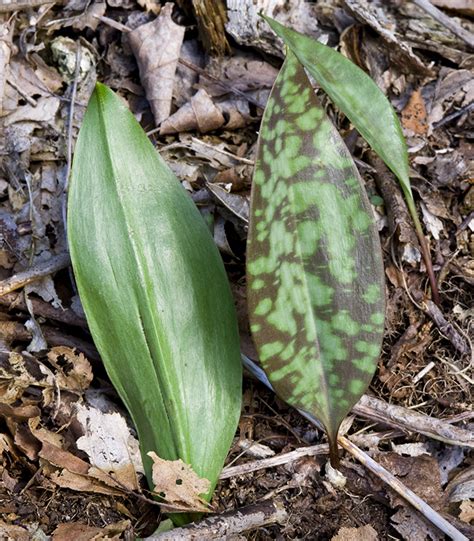 The 3 Foragers: Foraging for Wild, Natural, Organic Food: Trout Lily ...