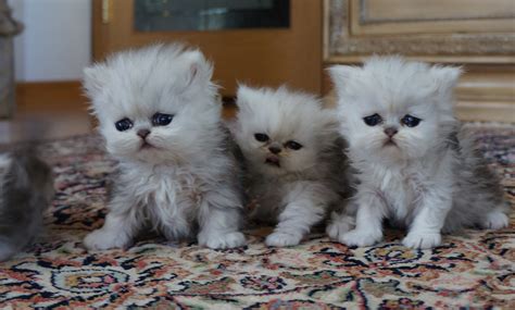 Silver Persian Kittens 4/2014 (all reserved) | SilverDonia Persian Kittens