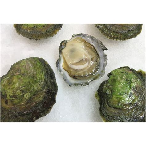 Wild Belon Oysters | Citarella