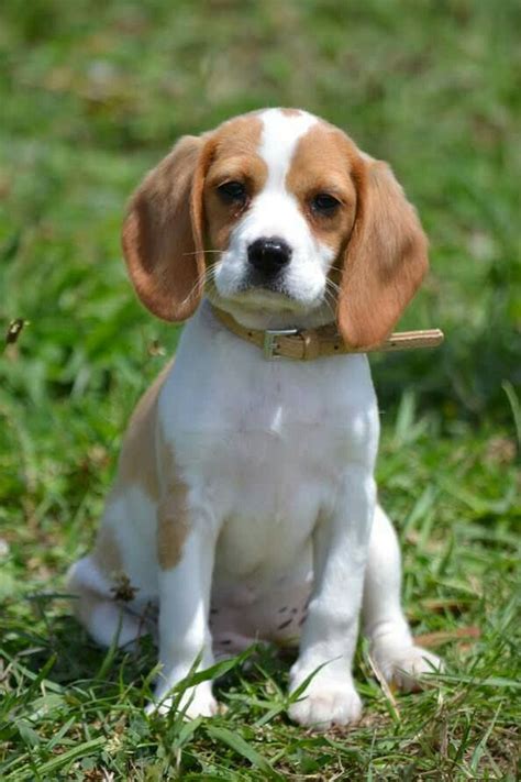 Beaglier Beagle + Cavalier king charles spaniel | Beagle puppy, Cute beagles, Beagle dog