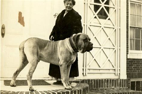 Mastiff History: The Huge & Noble Ancient Dog Breed – American Kennel Club