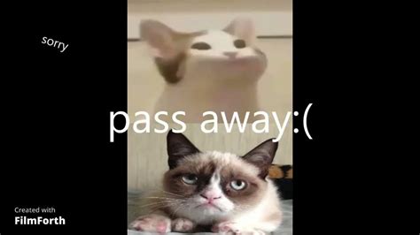 pop cat vs grumpy cat - YouTube