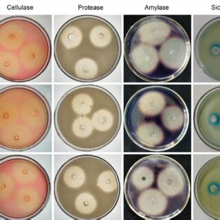 Detection of bioactive substance from Bacillus amyloliquefaciens... | Download Scientific Diagram