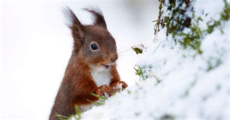 20 heart-warming pictures of animals in the snow | Metro News