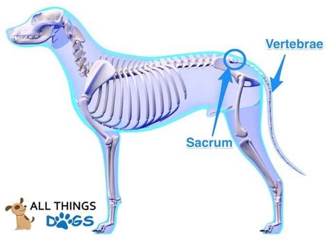 A Visual Guide to Dog Anatomy (Muscle, Organ & Skeletal Drawings) | All ...