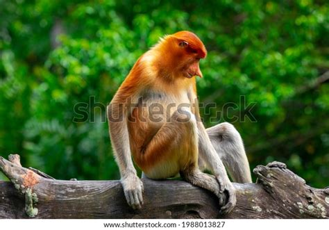 Proboscis Monkey Conservation Animal That Foraging Stock Photo ...