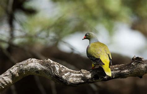 Birding Bwindi Impenetrable NP – Birds of Bwindi Impenetrable National Park