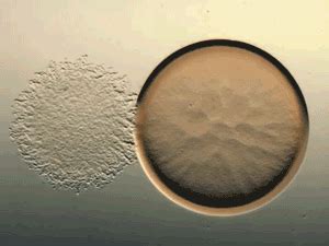 Cells Biology Animated Gifs at Best Animations