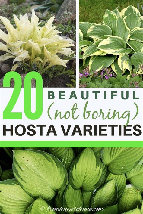 Hosta Varieties: 20+ Of The Best (Not Boring) Plaintain Lilies For Your ...