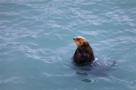 Alaska Sea Otter Photograph by Scott Slone