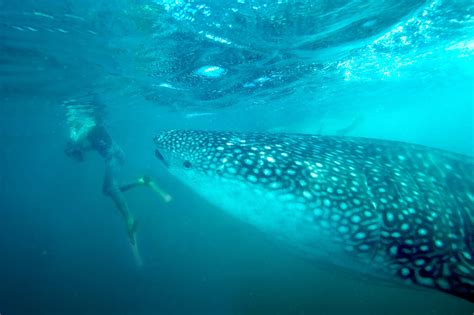 Camel Ride, Swim with Whale Sharks - Things to Do in Los Cabos, Mexico - Nancy D Brown