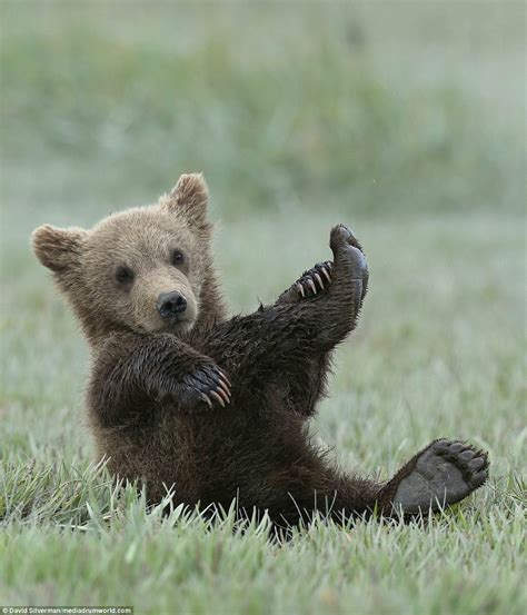 Baby Grizzly Bear Cubs | Foto Bugil Bokep 2017