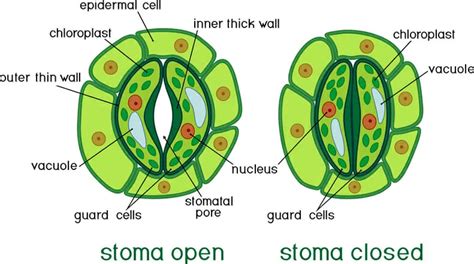 Draw The Diagram Of Stomata And Write Its Function Stomata S