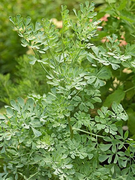 Rue | Raised bed herb garden, Shade plants, Plants