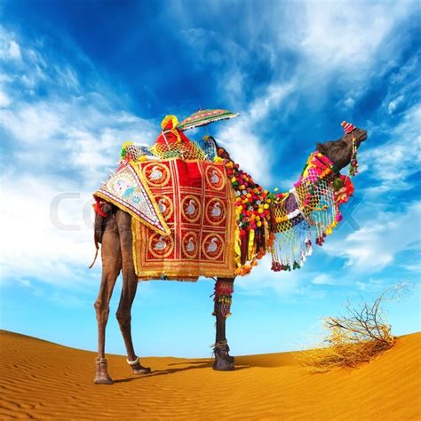 Camel in desert Camel fair festival in India, Rajasthan, Pushkar ...