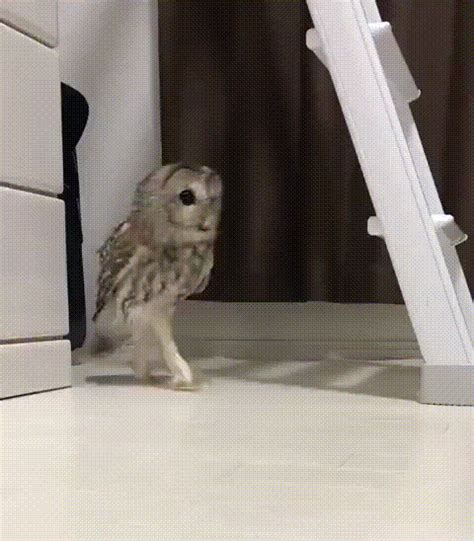 話題排行榜 - Plurk | Funny owls, Cute animals, Animals