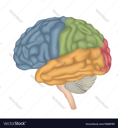 Human brain isolated lateral view anatomy Vector Image