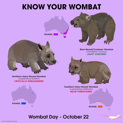 World WOMBAT Day 2018 - Libby's Koala & Wildlife Crusade Inc.