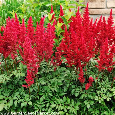 Astilbe Showstar Mix seeds - Astilbe x arendsii - 50 seeds – Garden Seeds Market | Free shipping